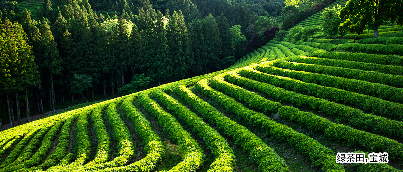 绿茶田，宝城