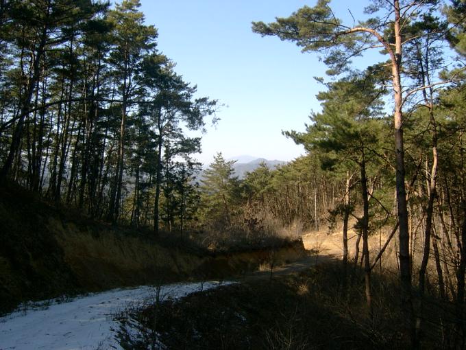 용암 산림욕장
