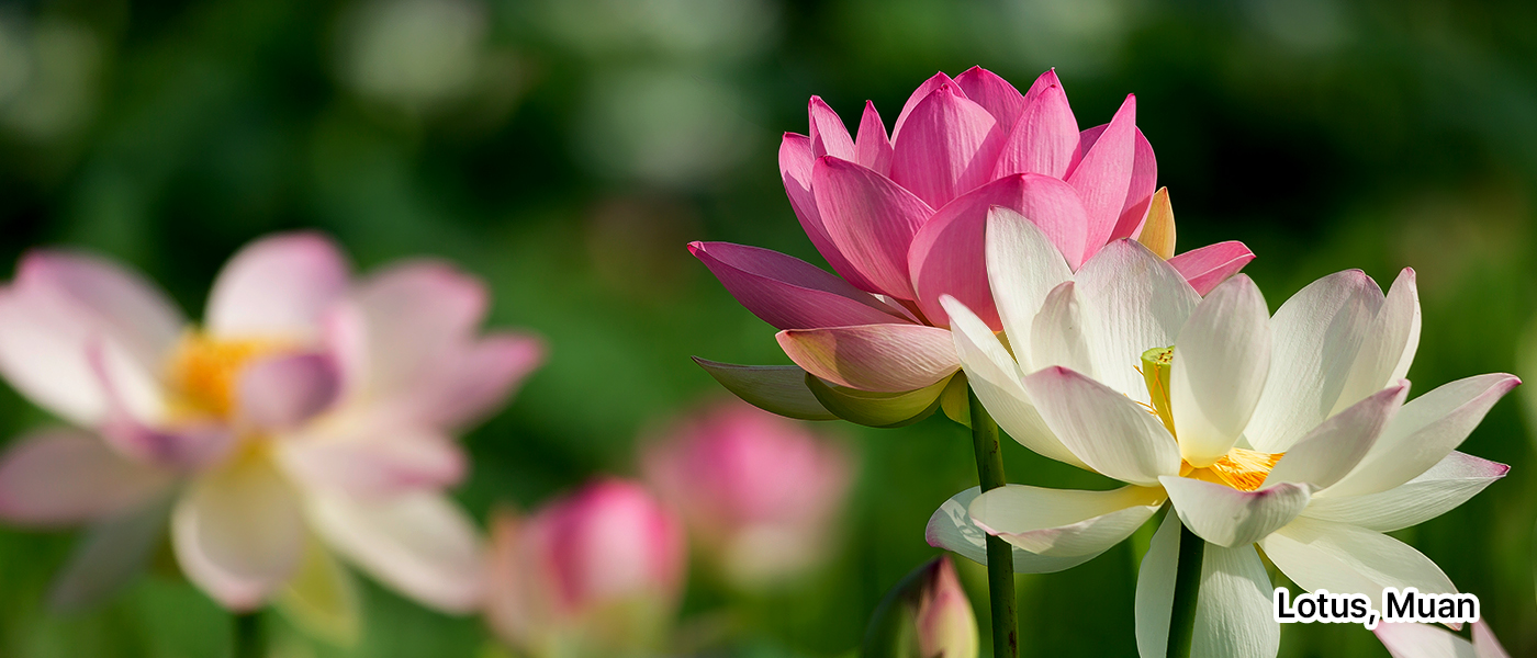 Lotus, Muan