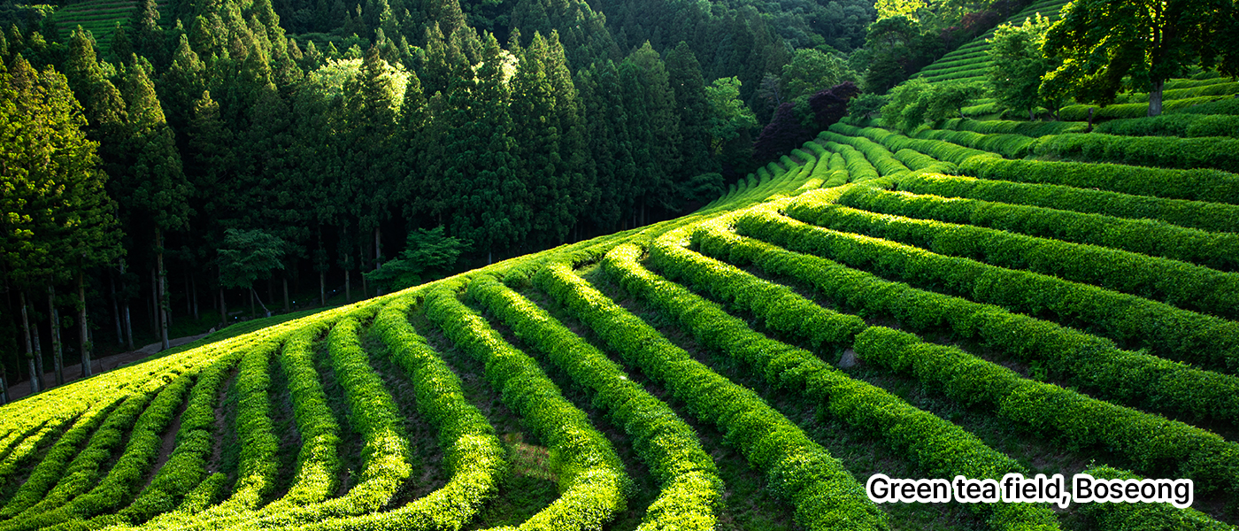 Green tea field, Boseong