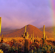 미국 애리조나 주 (Arizona State)