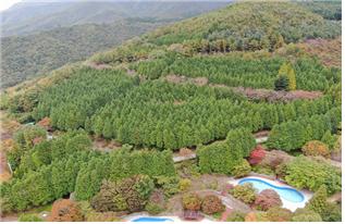 자연 휴양지「동동마을 편백숲」 이미지3