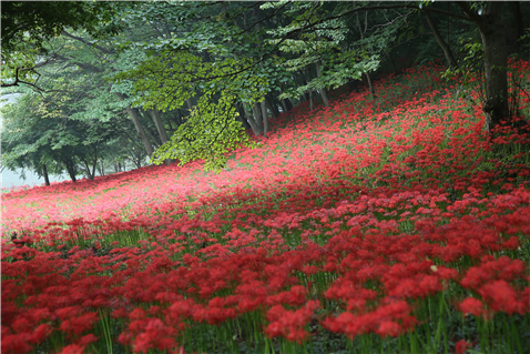 용천사 천연 꽃무릇 숲 이미지