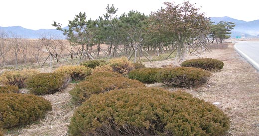 강진군 나무은행 조성사진1