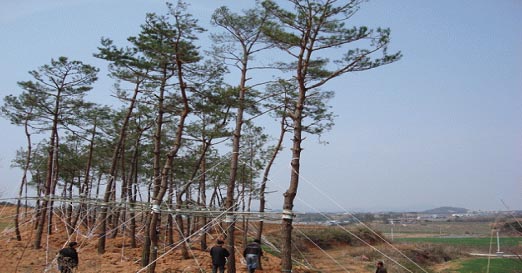 영암군 나무은행 조성사진1