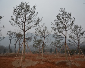 2014 산림자원연구소 나무은행 활용사례1