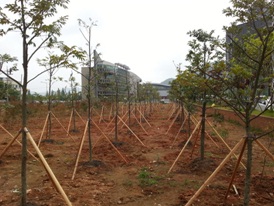 2014 목포시 나무은행1
