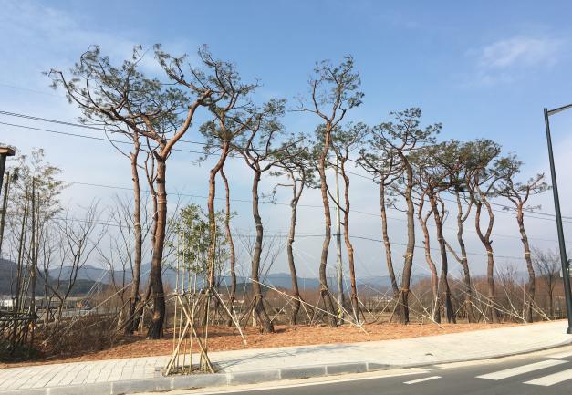 2015년 담양군 나무은행 조성사례1