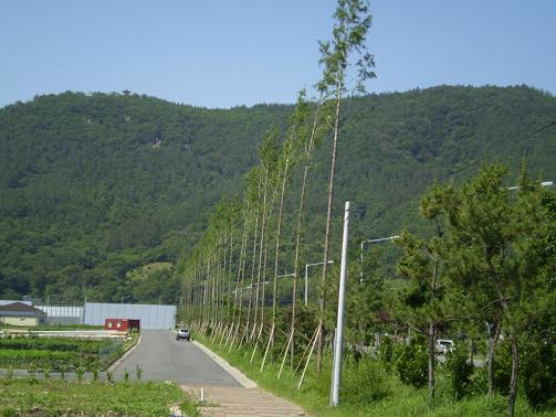 나무은행 활용(도시숲)