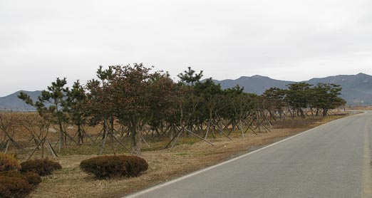 강진군 나무은행 조성사진