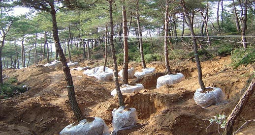 영암군 나무은행 조성사진
