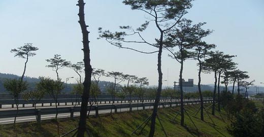 함평군 나무은행 조성사진