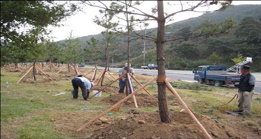 진도군 나무은행 조성사진