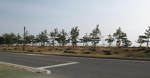 진도군 나무은행 조성사진