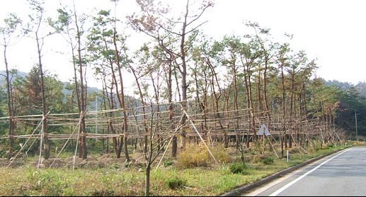 장흥군 나무은행 조성사진