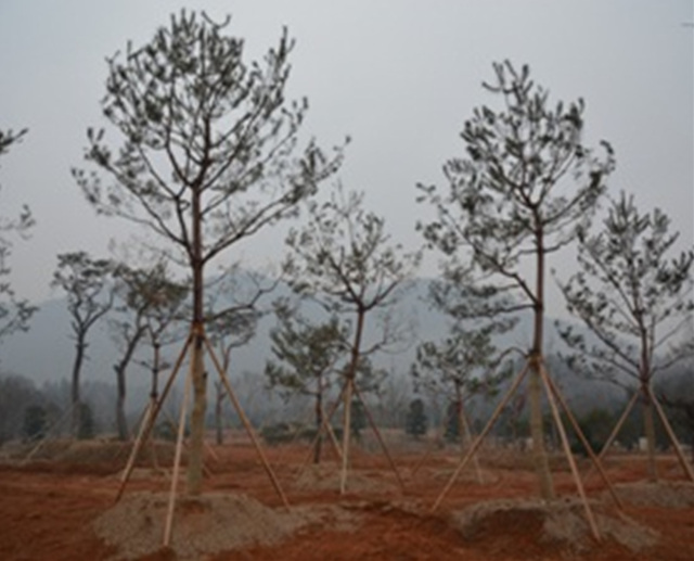 2014 산림자원연구소 나무은행 활용사례