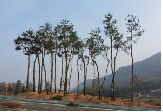 2015년 장흥군 나무은행 조성사례