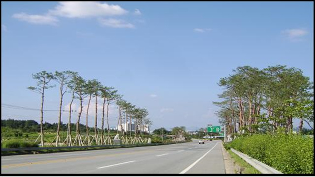 나무은행활용(가로수)