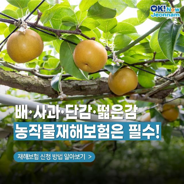 배, 사과, 단감, 떫은감 농작물 재해보험은 필수!