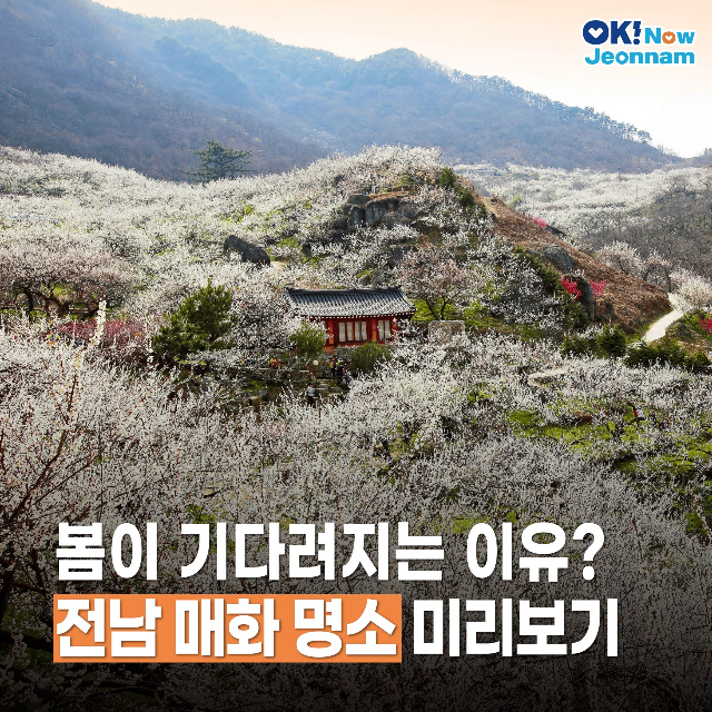 봄이 기다려지는 이유? 전남 매화 명소 미리보기