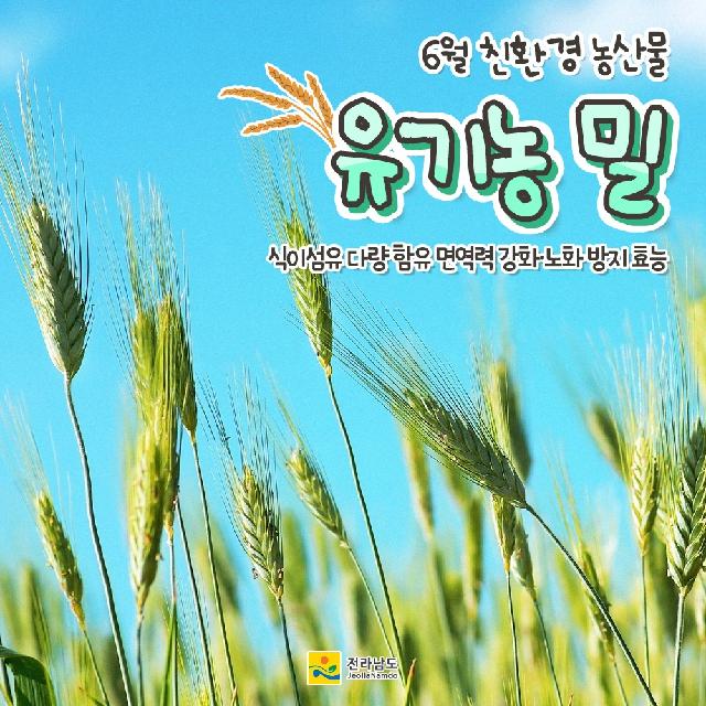 6월의 친환경농산물 ‘유기농 밀’