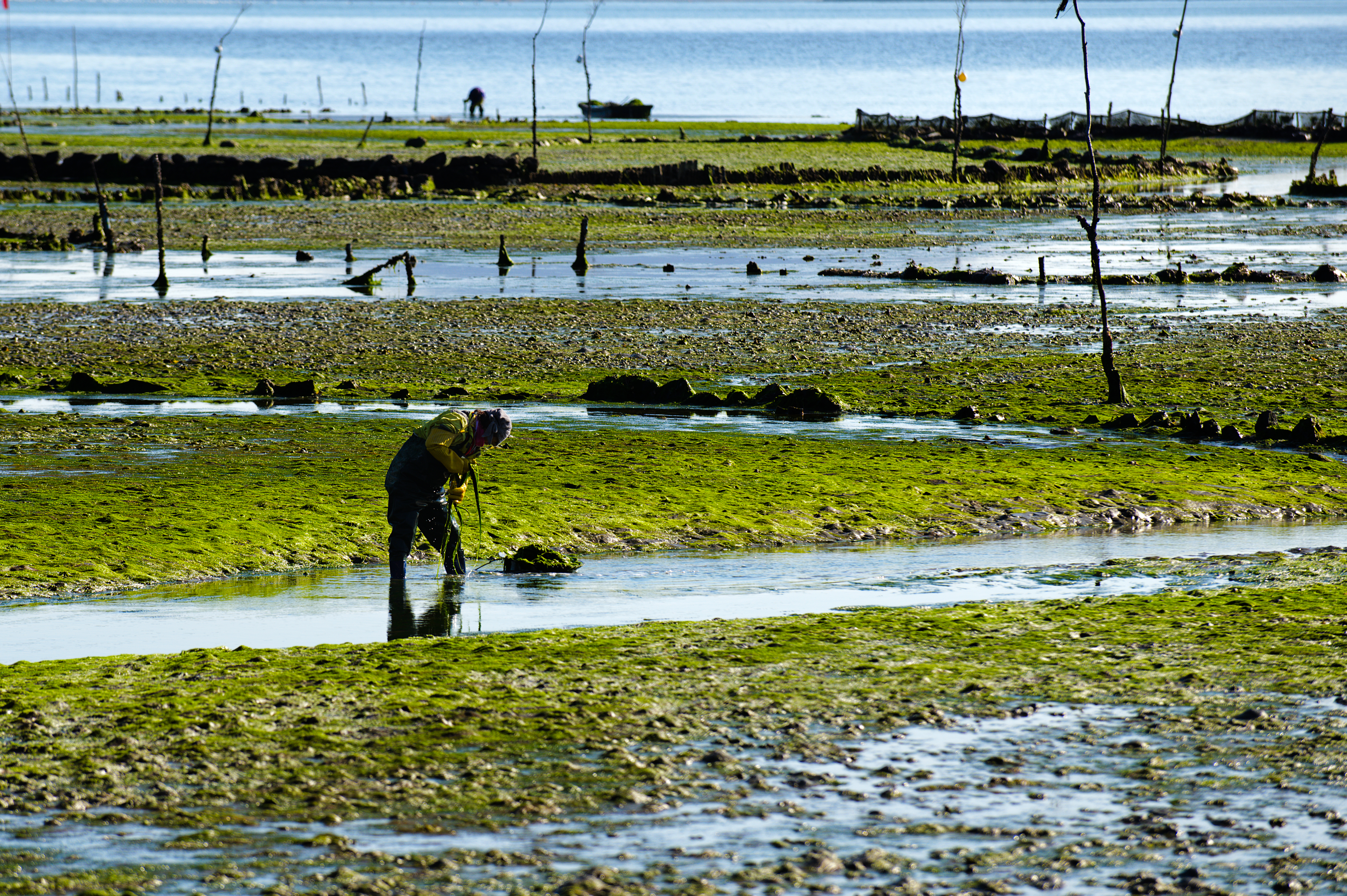 [Excellence Award] Cultivating sea lettuce1