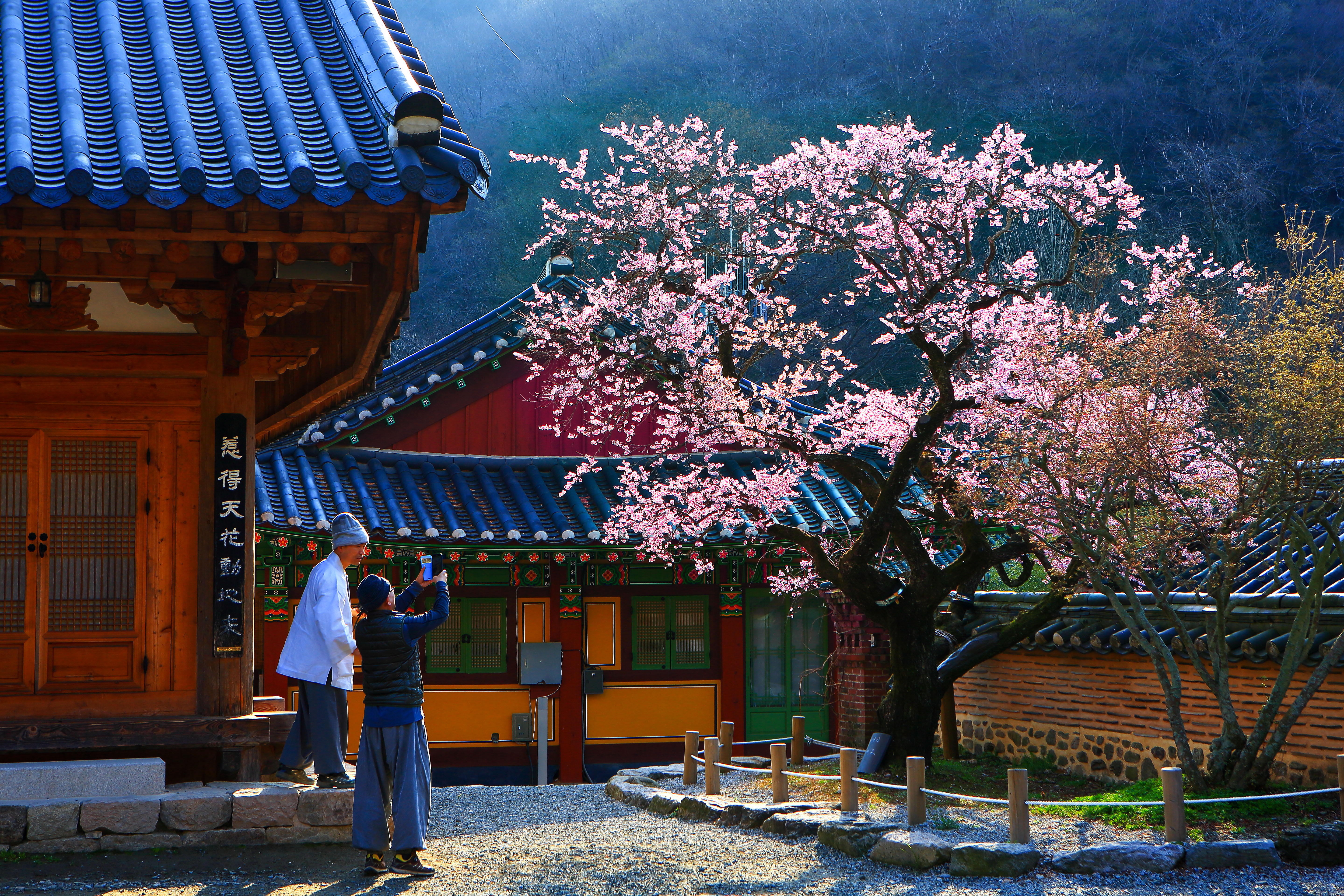 [Accepted] Fragrance of plum blossoms in mountain temple1