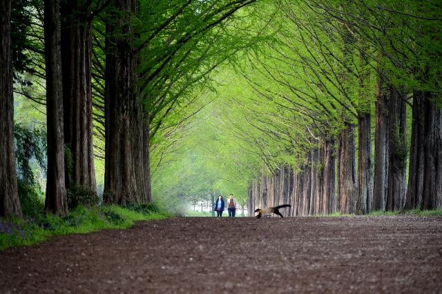 〔Accepted〕 Metasequoia Road