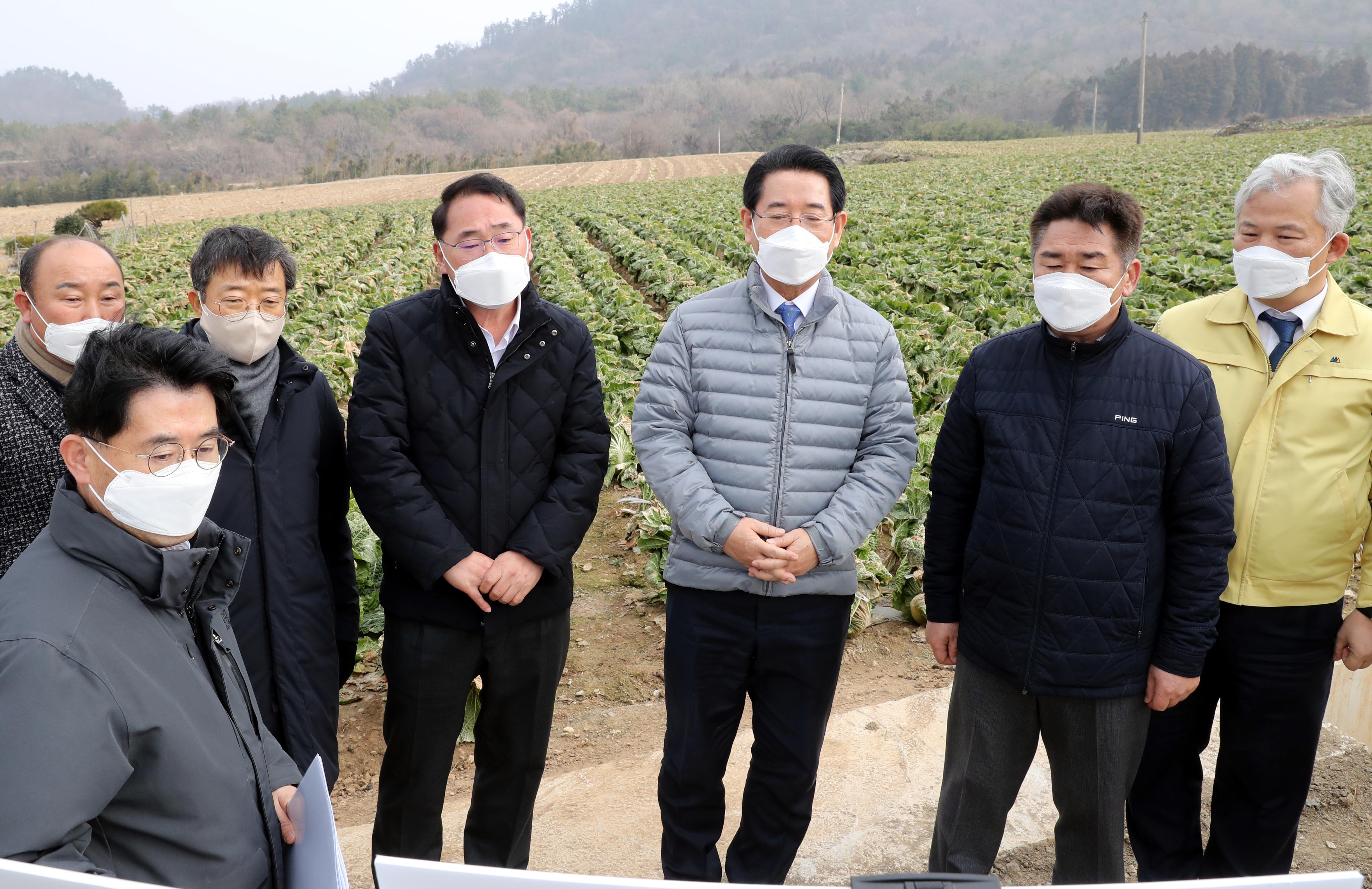 겨울배추 산지동향 및 배추관련 시설 점검1