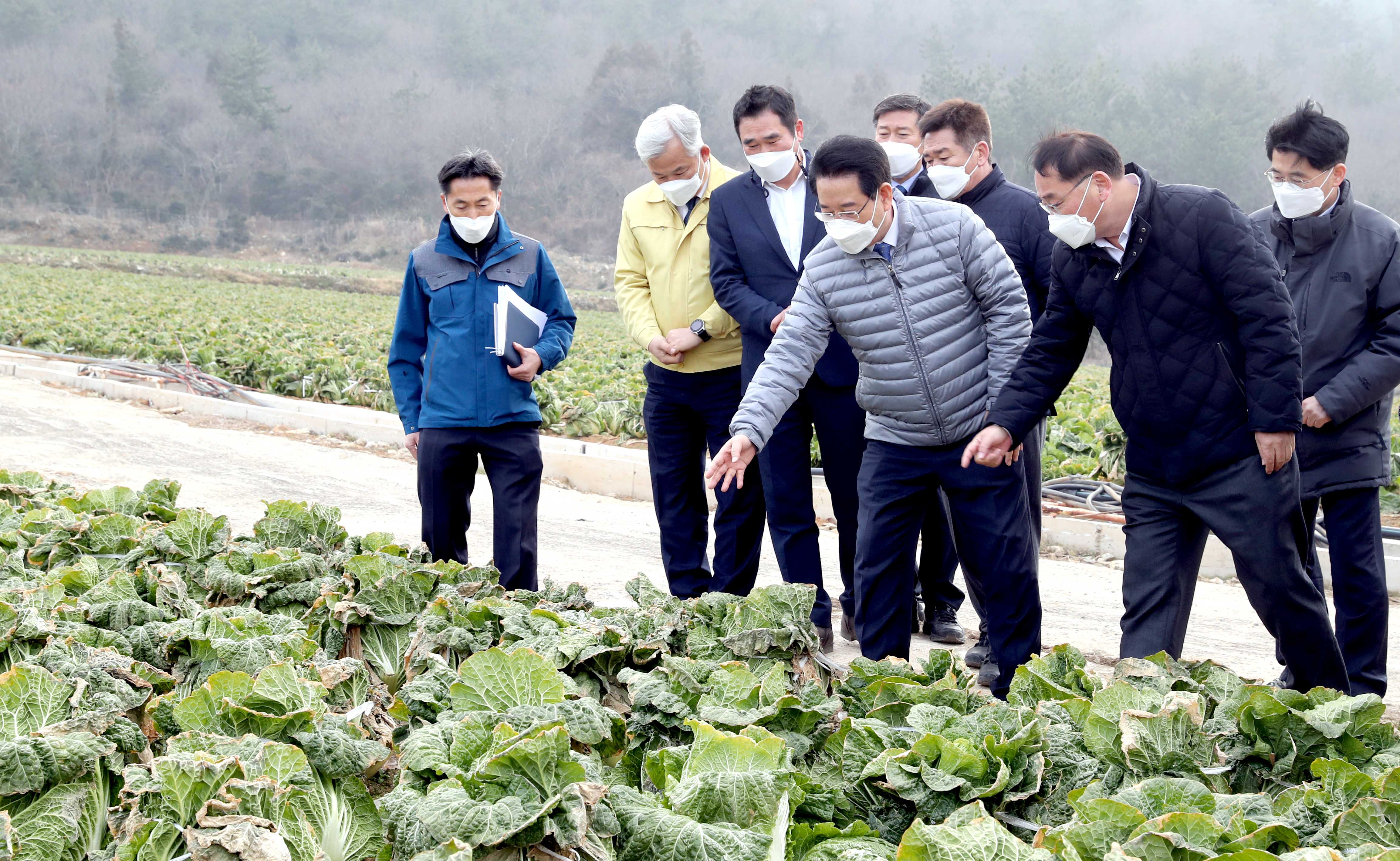 겨울배추 산지동향 및 배추관련 시설 점검2