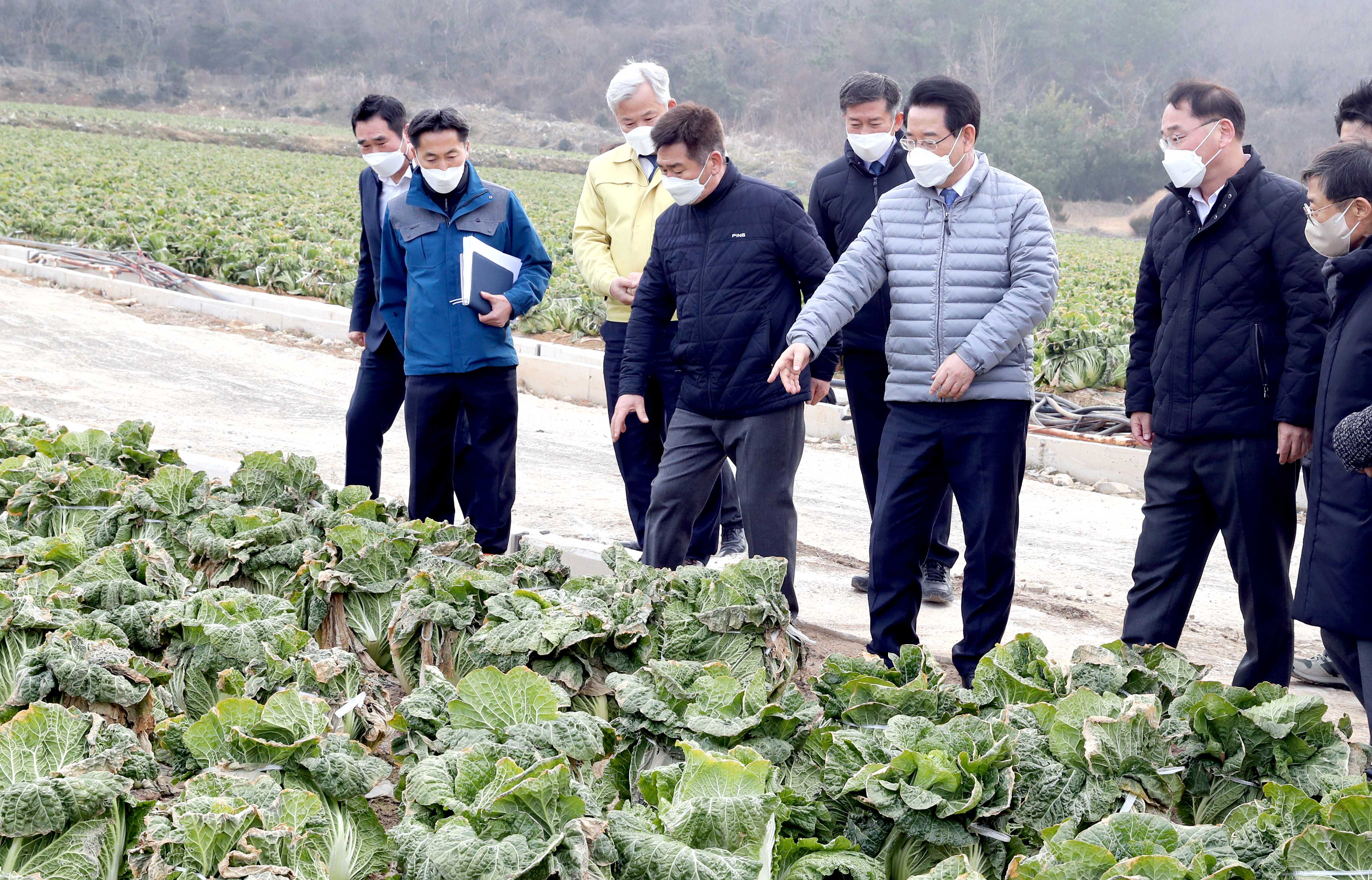 겨울배추 산지동향 및 배추관련 시설 점검3