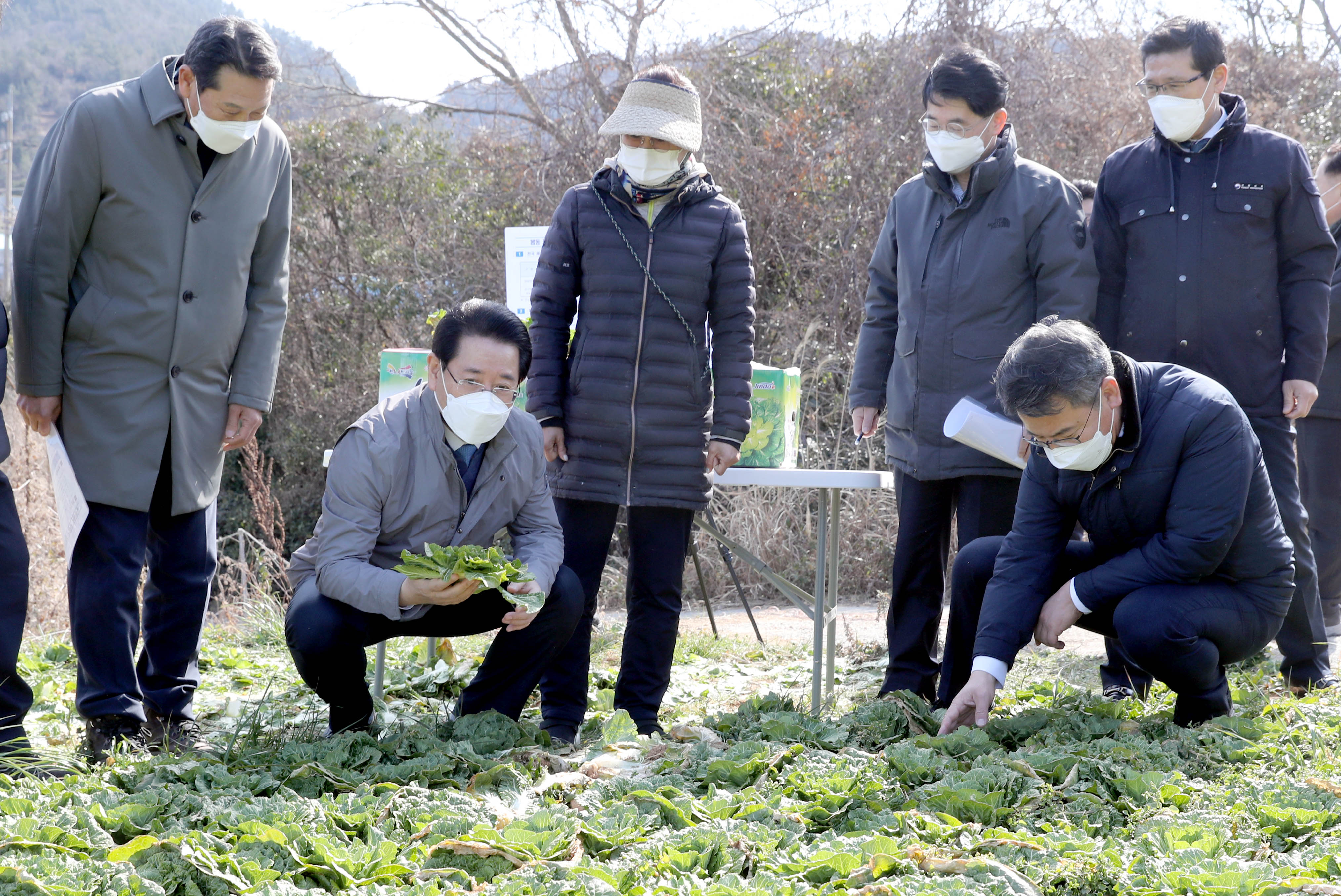 진도 봄동배추 재배현장 방문2