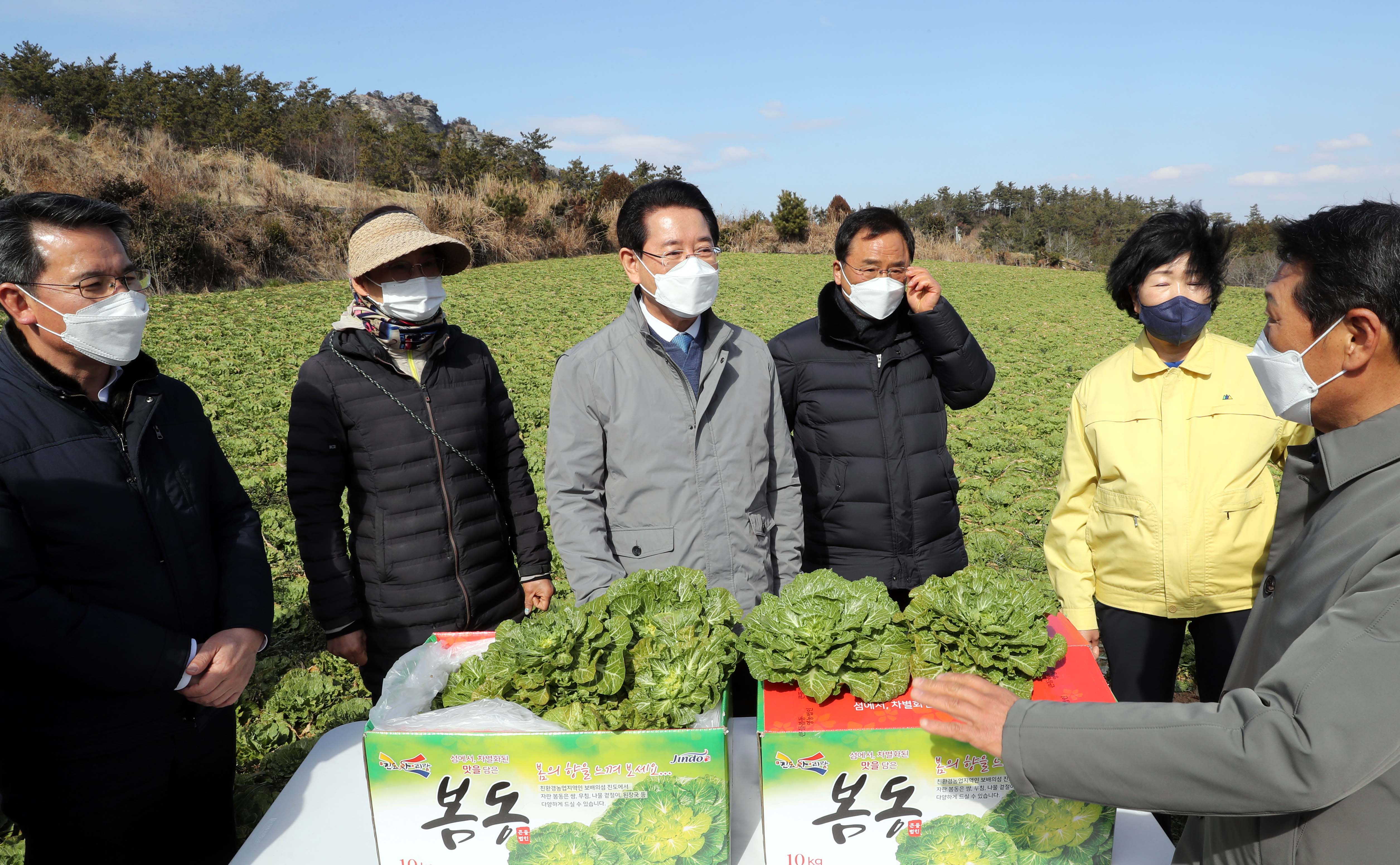 진도 봄동배추 재배현장 방문3