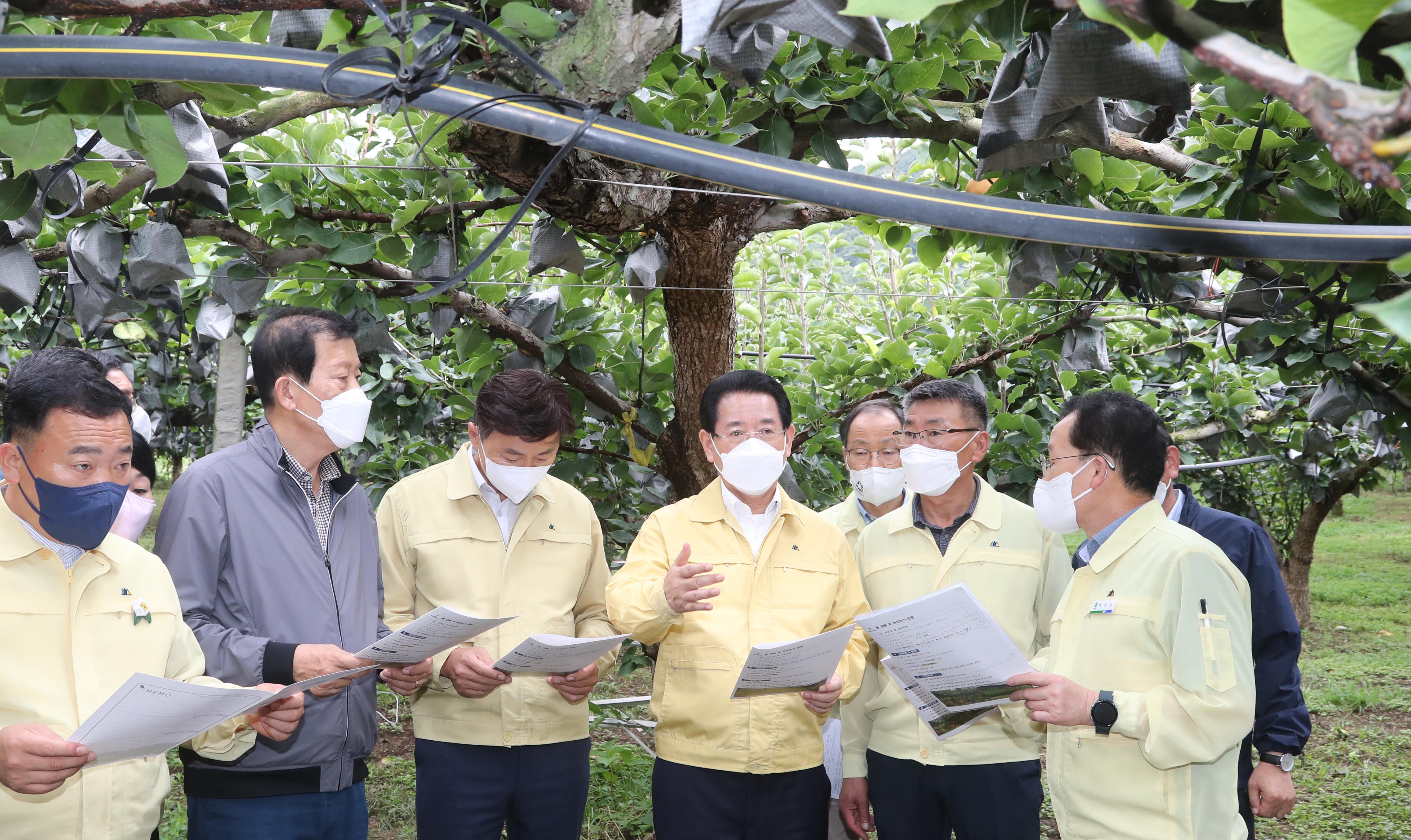 제11호 태풍 ‘힌남노’ 사전대비 보성 과수(배)농가 점검4
