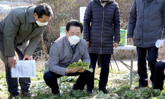 진도 봄동배추 재배현장 방문