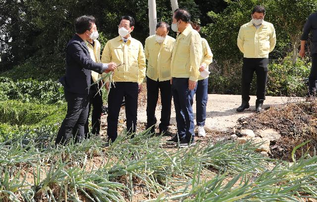 제11호 태풍 '힌남노' 진도 대파 도복 피해현장 점검