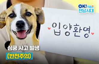 심쿵 사고 발생(반전주의). 입양환영! OK! 지금은 전남시대(새 창 열림)